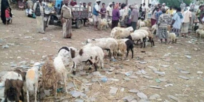 فساد الشرعية يتسبب في ركود غير معتاد بأسواق أضاحي العيد في المحافظات الجنوبية