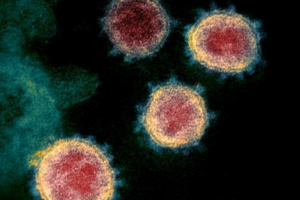 8 حالات وفاة و 31 إصابة جديدة بفيروس كورونا 