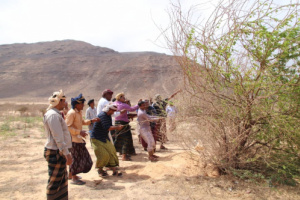 ب 50 مشارك بالحملة.. سقطرى تتخلص من شجرة السيسبان