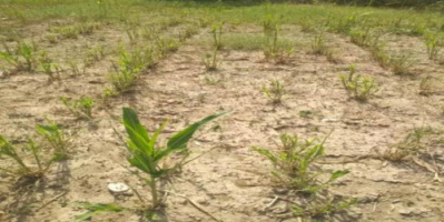 مواطنون في أبين يطالبون بمواجهة خطر أسراب الجراد