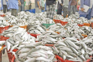 أسعار الأسماك في العاصمة عدن صباح اليوم الخميس