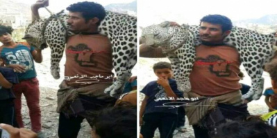 بطريقة غير متوقعة.. اصطياد نمر عربي من فصيل نادر بلحج