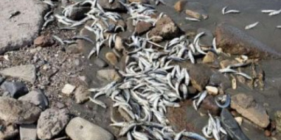 هيئة حماية البيئة تكشف عن سبب نفوق الأسماك في عدن