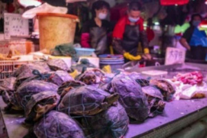 هلع بووهان الصينية.. اكتشاف بكتيريا مسببة للكوليرا بسلاحف في سوق للأغذية