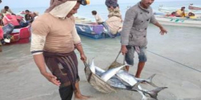 أسماك اليمن.. قصة "حزينة" بطلها جشع التجار
