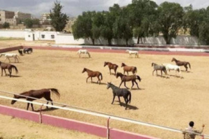  قيادي حوثي يحوّل فناء وزارة إلى مزرعة بطاطس... ويبيع نادي الفروسية