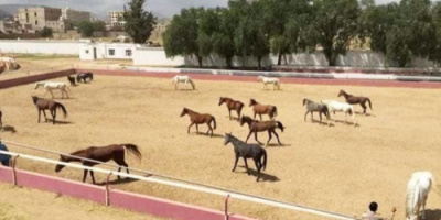  قيادي حوثي يحوّل فناء وزارة إلى مزرعة بطاطس... ويبيع نادي الفروسية