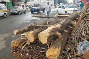 تقديرات اليمن بحاجة  لـ40 مليون شجرة لمكافحة التصحر