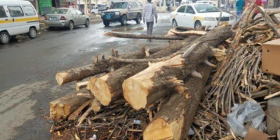 تقديرات اليمن بحاجة  لـ40 مليون شجرة لمكافحة التصحر