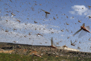 الأمم المتحدة تحذر من انتشار الجراد الصحراوي في اليمن