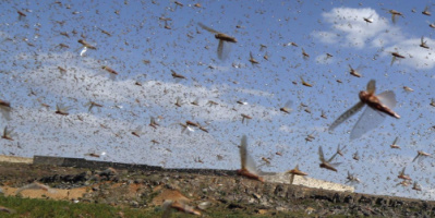 الأمم المتحدة تحذر من انتشار الجراد الصحراوي في اليمن