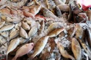 انعدام الأسماك في سوق كرش بمحافظة لحج..والمواطنين يتساءلون  