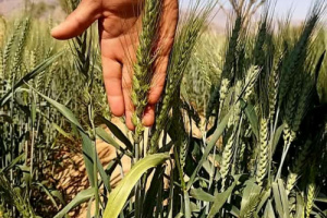 شبوة: توقعات بموسم حصاد وفير لمحصول القمح بفضل الأمطار الغزيرة ودعم السلطات المحلية