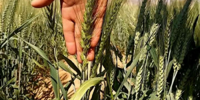 شبوة: توقعات بموسم حصاد وفير لمحصول القمح بفضل الأمطار الغزيرة ودعم السلطات المحلية