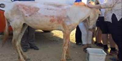 ركلة قاتلة".. شاب عشريني يفارق الحياة بطريقة صادمة في ريمة