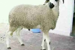 نطحة كبش تقتل طفلاً في مديرية الجراحي بالحديدة
