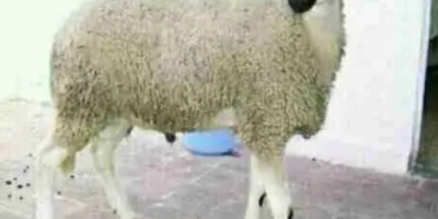 نطحة كبش تقتل طفلاً في مديرية الجراحي بالحديدة