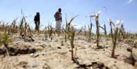 الفاو: الجفاف يعمق أزمة الغذاء في اليمن