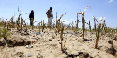 الفاو: الجفاف يعمق أزمة الغذاء في اليمن