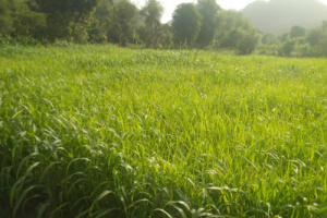 جمعية مكيديم بالمسيمير تناشد بدعم عاجل لإنقاذ الزراعة وتحقيق الأمن الغذائي 