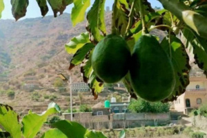 لأول مرة في يافع.. مزارع يافعي ينجح في زراعة فاكهة الأفوكادو