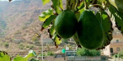 لأول مرة في يافع.. مزارع يافعي ينجح في زراعة فاكهة الأفوكادو