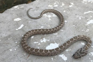 وفاة مواطن بلحج بعد لدغة أفعى.. مستشفى محلي عاجز عن تقديم العلاج