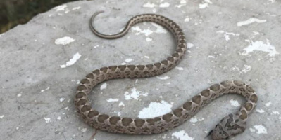 وفاة مواطن بلحج بعد لدغة أفعى.. مستشفى محلي عاجز عن تقديم العلاج