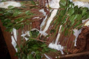 السلطات المصرية تضبط يمني بحوزته 22 كيلو من مادة القات المخدرة