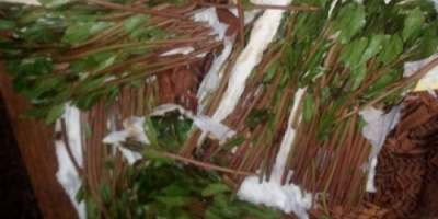 السلطات المصرية تضبط يمني بحوزته 22 كيلو من مادة القات المخدرة