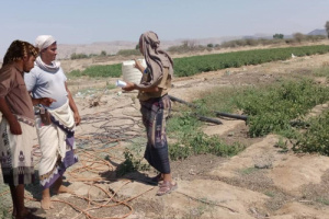 رئيس القسم الاقتصادي والخدمي بانتقالي الوضيع يتابع استخدام المبيدات الزراعية في المديرية