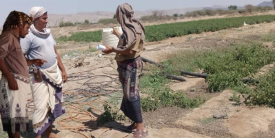 رئيس القسم الاقتصادي والخدمي بانتقالي الوضيع يتابع استخدام المبيدات الزراعية في المديرية