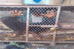 شاهد مشرف حوثي يسجن طفل في قفص حديد ضيق لا يصلح للحيوانات لأكثر من 13 ساعة