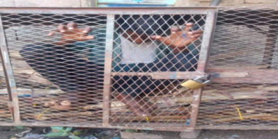 شاهد مشرف حوثي يسجن طفل في قفص حديد ضيق لا يصلح للحيوانات لأكثر من 13 ساعة