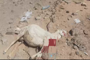 مليشيات الحوثي تستهدف منازل المواطنين في حريب بالطيران المسير