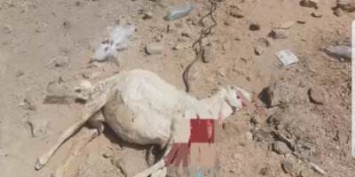 مليشيات الحوثي تستهدف منازل المواطنين في حريب بالطيران المسير