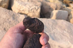  من بين أمواج البحر.. اكتشاف نادر يفاجئ شابًا يمنيًا ويحوّله إلى حديث الناس