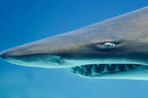 رصد سمكة قرش ضخمة وتحذيرات من السباحة في بحر البريقة بعدن.. تفاصيل