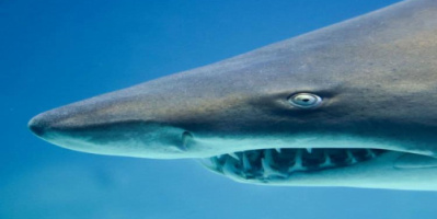 رصد سمكة قرش ضخمة وتحذيرات من السباحة في بحر البريقة بعدن.. تفاصيل