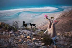 إتلاف 540 كيلوجرام من شراب مخالف للمواصفات والجودة بسقطرى