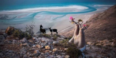 إتلاف 540 كيلوجرام من شراب مخالف للمواصفات والجودة بسقطرى