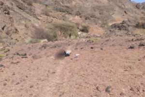 قوات حزام لحج تعثر على جثة قائد حضيرة في درع الوطن بالمسيمير