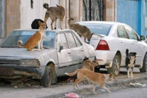 انتشار مخيف للكلاب المصابة بالجرب يثير الرعب بين المواطنين
