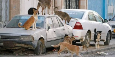 انتشار مخيف للكلاب المصابة بالجرب يثير الرعب بين المواطنين