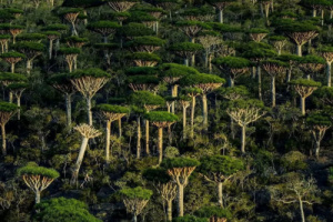 السلطة المحلية بمحافظة أرخبيل سقطرى تُصدر بيان بخصوص الأوضاع الأمنية بالمحافظة