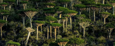 السلطة المحلية بمحافظة أرخبيل سقطرى تُصدر بيان بخصوص الأوضاع الأمنية بالمحافظة