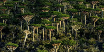 السلطة المحلية بمحافظة أرخبيل سقطرى تُصدر بيان بخصوص الأوضاع الأمنية بالمحافظة