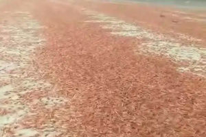 مركز دراسات يحذر من مخاطر بيئية بعد نفوق جماعي للربيان في سواحل سقطرى 