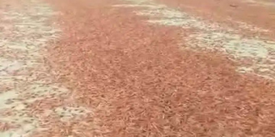 مركز دراسات يحذر من مخاطر بيئية بعد نفوق جماعي للربيان في سواحل سقطرى 