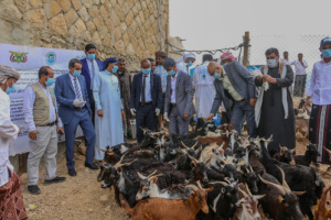 تدشين حملة معالجة الطفيليات الدخيلة والدورة التدريبية لعمال الصحة الحيوانية بسقطرى